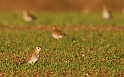 Golden plover - D